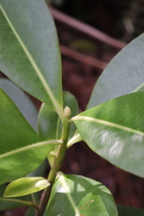 Myrsine lessertiana