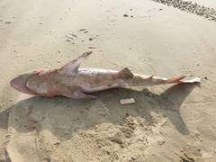 Carcharhinus brachyurus