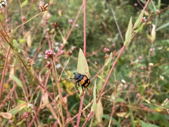 Nicrophorus hebes
