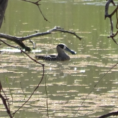 Malacorhynchus membranaceus