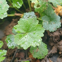 Hydrocotyle sibthorpioides