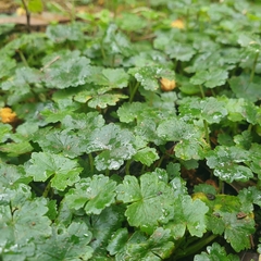 Hydrocotyle sibthorpioides