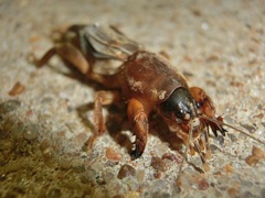 Neocurtilla hexadactyla