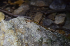 Eurycea chamberlaini