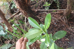 Myrsine lessertiana