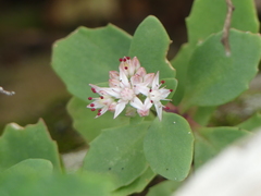 Hylotelephium telephioides