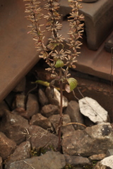 Dracocephalum thymiflorum