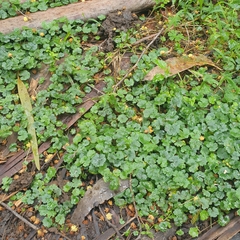 Hydrocotyle sibthorpioides