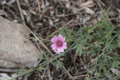 Althaea cannabina