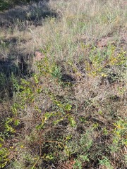 Stillingia sylvatica