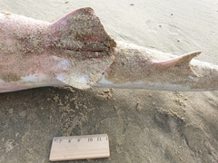 Carcharhinus brachyurus