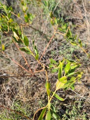 Stillingia sylvatica