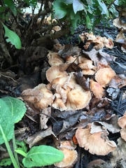 Marasmius oreades