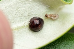 Chilocorus bipustulatus