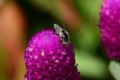 Eristalinus