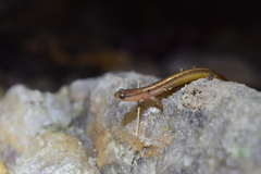 Eurycea chamberlaini