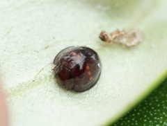 Chilocorus bipustulatus