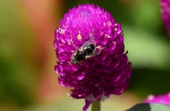 Eristalinus