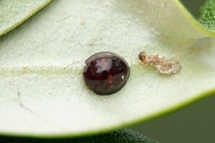 Chilocorus bipustulatus