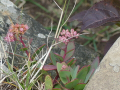 Hylotelephium telephioides