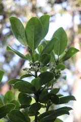 Ilex anomala