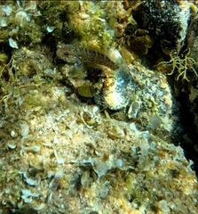 Gobius paganellus