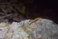 Eurycea chamberlaini