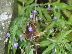 Campanula divaricata