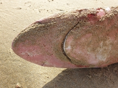 Carcharhinus brachyurus