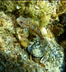Gobius paganellus