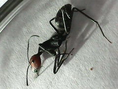 Camponotus singularis