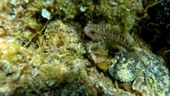 Gobius paganellus