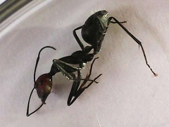 Camponotus singularis