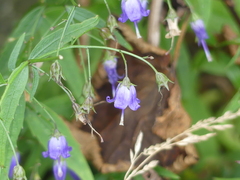 Campanula divaricata