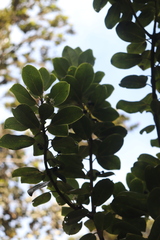 Ilex anomala