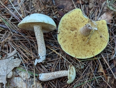 Suillus placidus