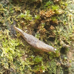 Cystopelta purpurea