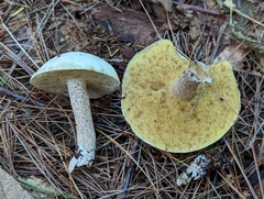 Suillus placidus
