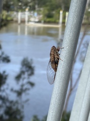 Birrima varians