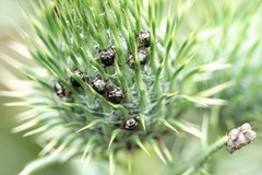 Carpocoris
