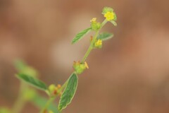 Waltheria indica