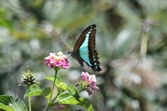 Graphium choredon