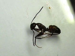 Camponotus nicobarensis
