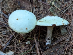 Suillus placidus