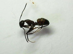 Camponotus nicobarensis