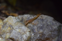 Eurycea chamberlaini