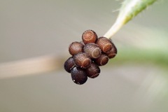 Carpocoris