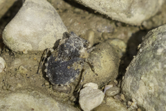 Gelastocoris oculatus