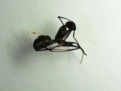 Camponotus nicobarensis