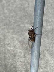 Birrima varians